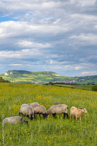 sheep in spring landscape near Dolni Dunajovice, Palava region, South Moravia, Czech Republic