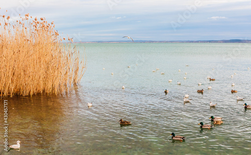 Obraz na płótnie Reeds in winter at the lake Balaton. Hungary, Bbalatonfured w salonie