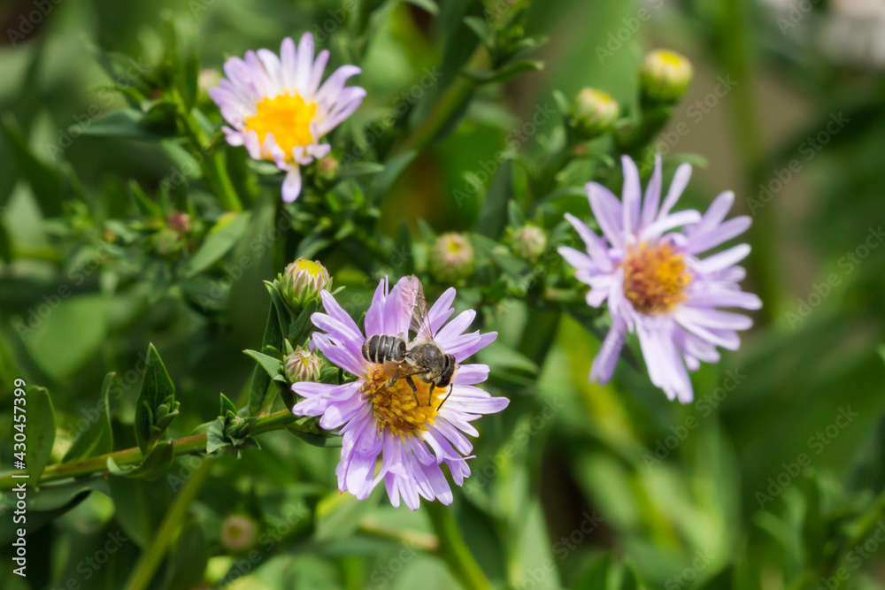 Symphyotrichum novi-belgii, of the family Asteraceae. Symphyotrichum novi-belgii, of the family Asteraceae.