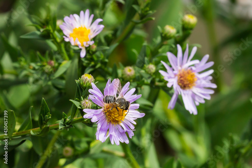 Symphyotrichum novi-belgii  of the family Asteraceae.