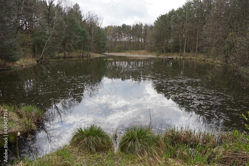 The forest in Grochowa, Poland photo