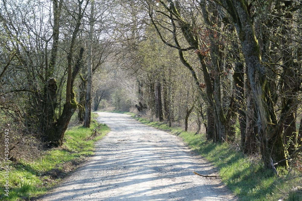 Fototapeta premium Weg am Waldrand