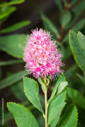 Spiraea salicifolia, of the family Rosaceae. photo