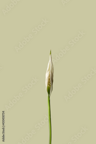young blooming spathiphyllum Araceae flower (women's happiness) on a beige background. home plants gardening concept