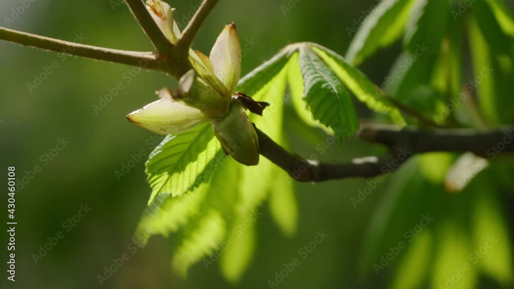 Horse chestnut tree leaves detail during springtime Horse chestnut tree leaves detail during springtime