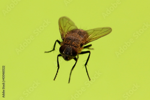 fly on leaf © pavelpuzzle
