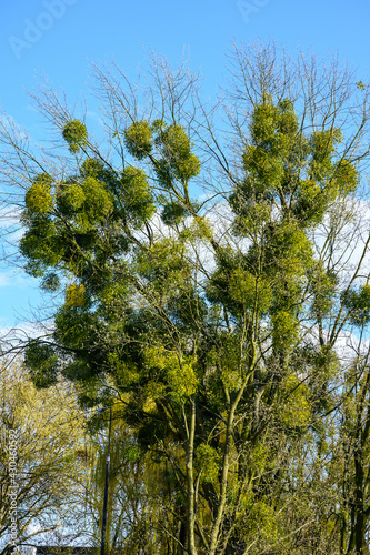 Mistletoe (Viscum) on the treetops in a local park in spring