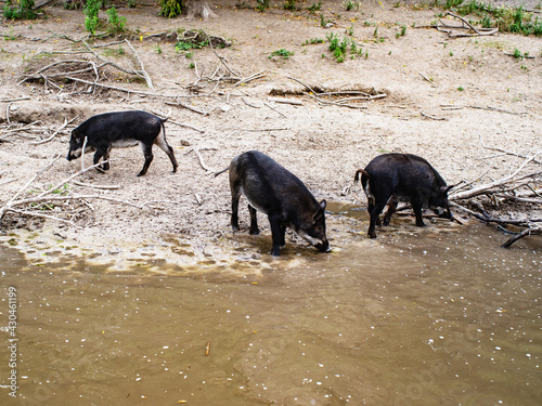 three wild boars near the pond