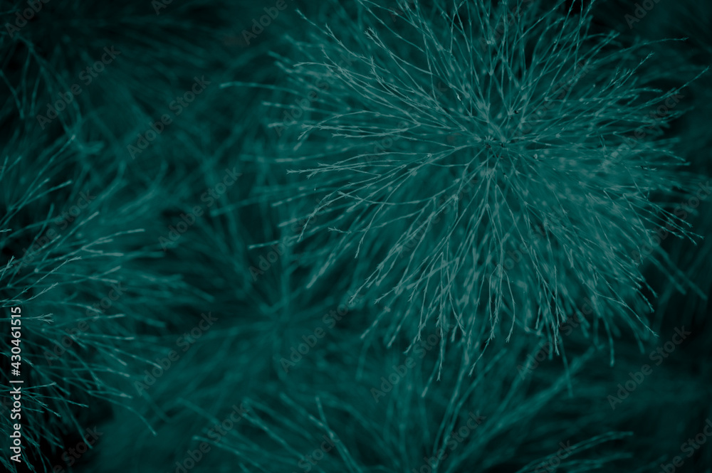 Obraz premium Natural beautiful plants background for design