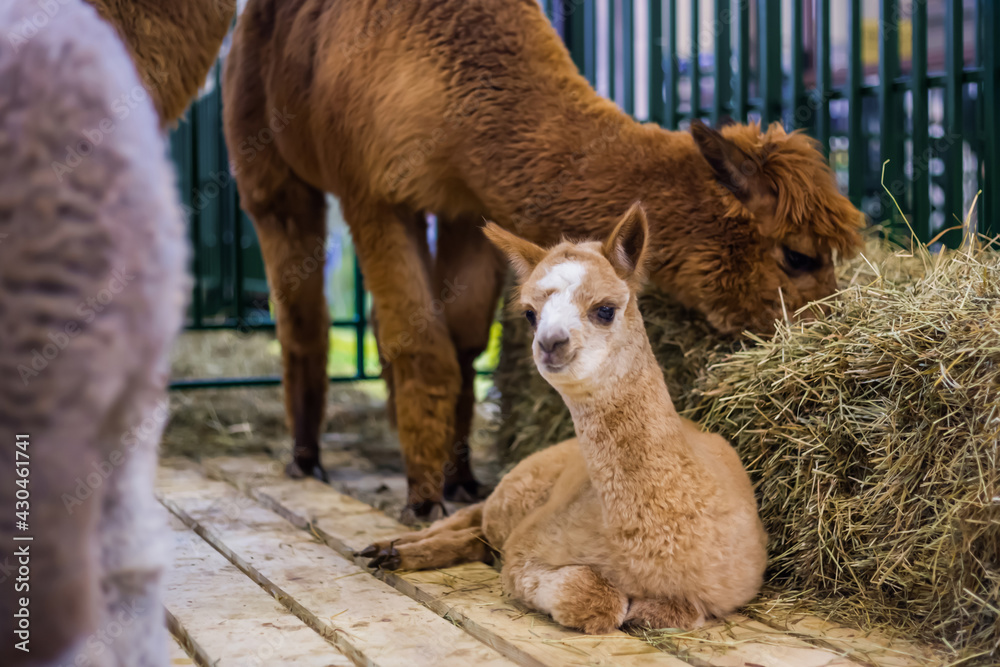 Fototapeta premium Portrait of cute little alpaca looking at camera at agricultural animal exhibition, trade show. Farming, family, agriculture industry, livestock, animal husbandry concept