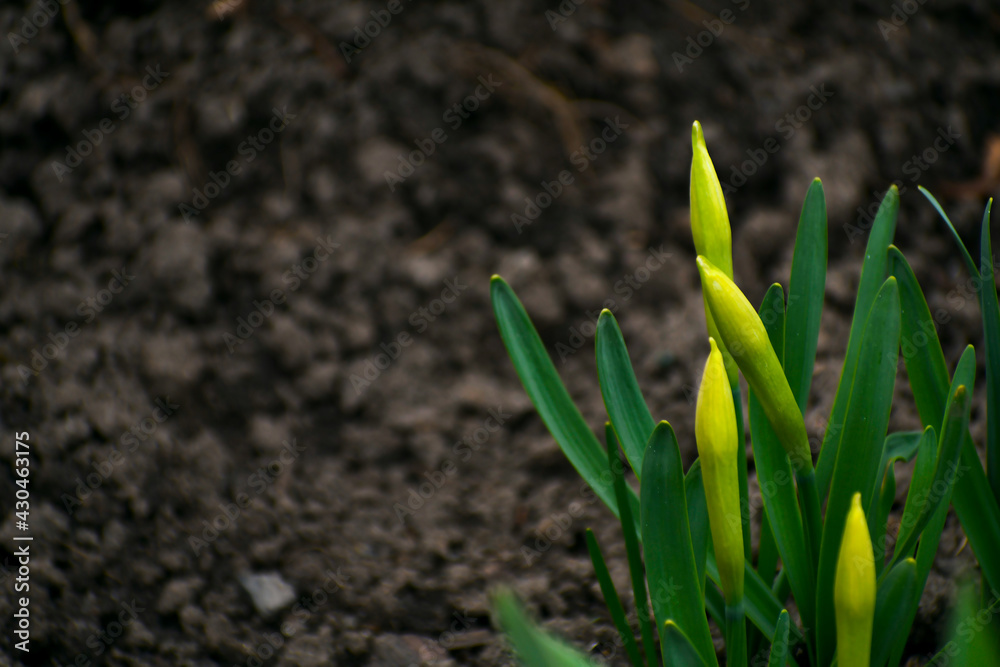 Daffodils against a background of dark earth. Unblown spring flowers. Daffodils against a background of dark earth. Unblown spring flowers.