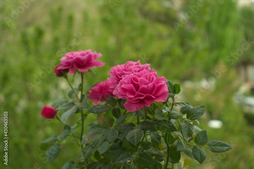 Fototapeta Naklejka Na Ścianę i Meble -  rosas del campo flores hermosas