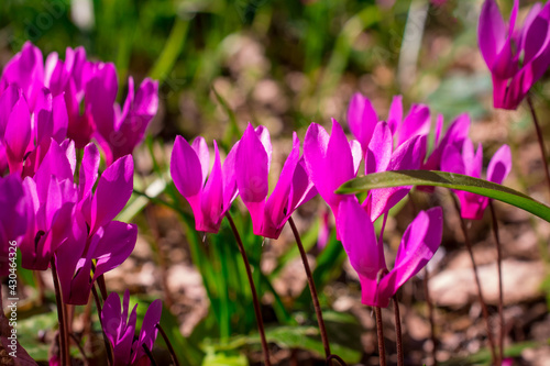 colorful cyclamen flower in spring garden photo