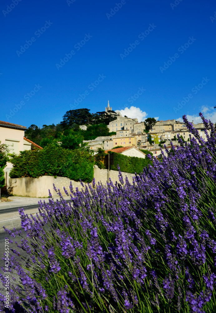 Fototapeta premium Miasteczko w Prowansjii lawenda Provence, mediterranean garden, krajobraz prowansalski 