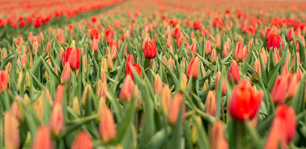 Red Tulips in field Red Tulips in field
