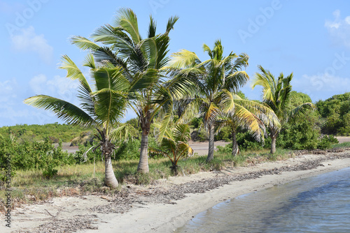 Palm trees blowing in the wind on a tropical beach