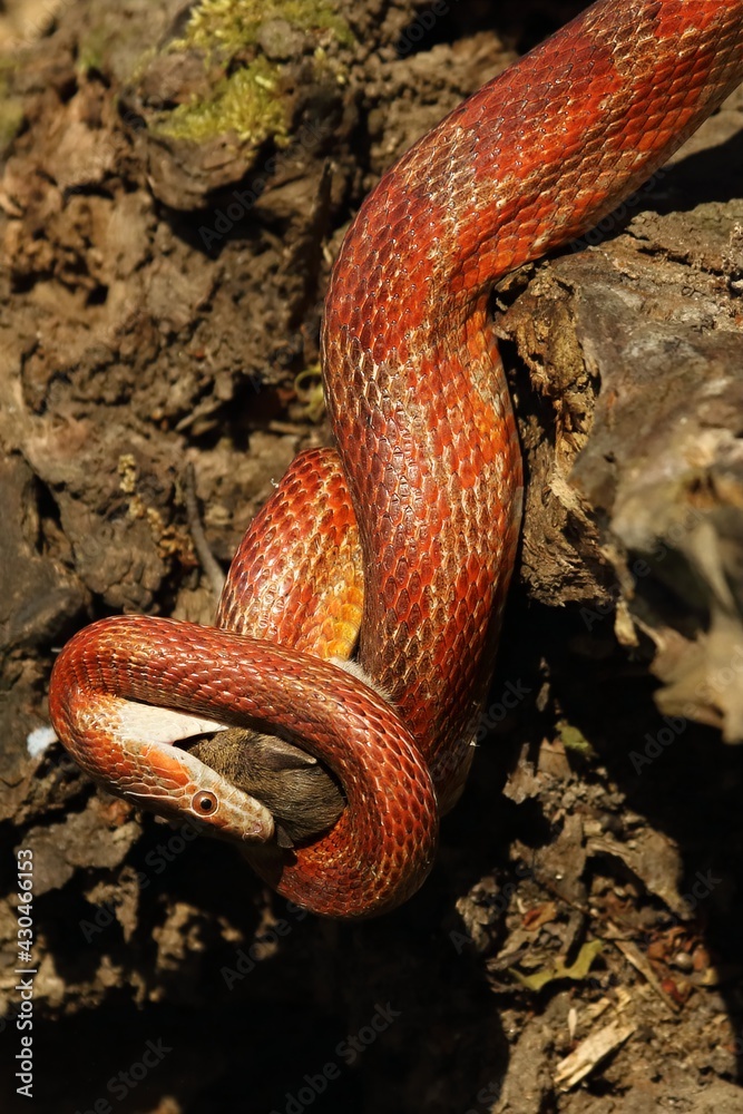 Fototapeta premium A Corn snake (Pantherophis guttatus or Elaphe guttata) after hunt eating a mouse.