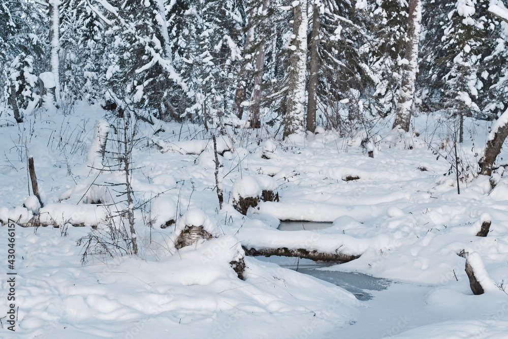 A frozen forest stream on the island of Frösön in Sweden in winter scenery A frozen forest stream on the island of Frösön in Sweden in winter scenery