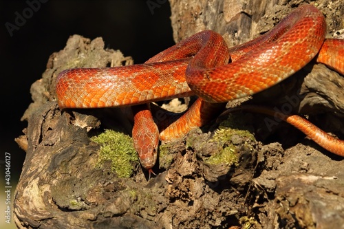 A Corn snake (Pantherophis guttatus or Elaphe guttata) on the old brown branch before a hunt.