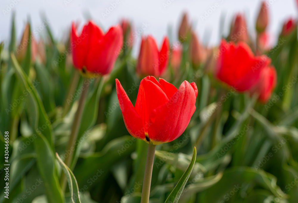 Red Tulip close up