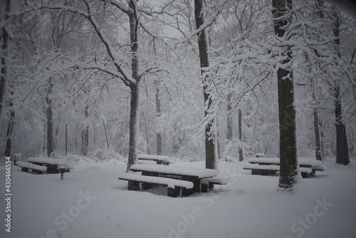 Snow covered trees and picnic tables in a park
