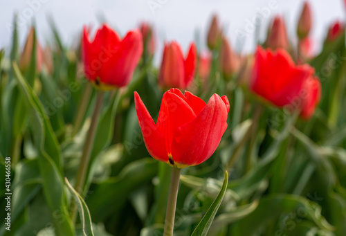 Red Tulip close up