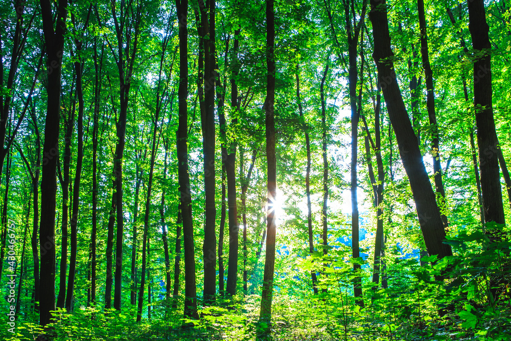 Forest trees. nature green wood sunlight backgrounds.. Forest trees. nature green wood sunlight backgrounds..