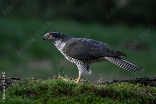 Adult of Northern Goshawk  Accipiter gentilis  on a branch with a prey in the forest of Noord Brabant in the Netherlands.