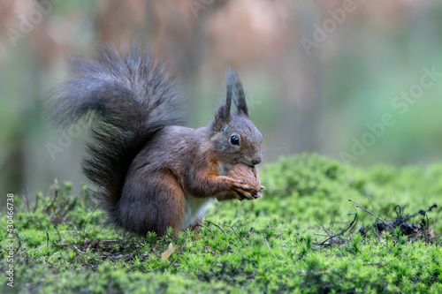 Eurasian red squirrel (Sciurus vulgaris) eating a walnut in the forest of Noord Brabant in the Netherlands.