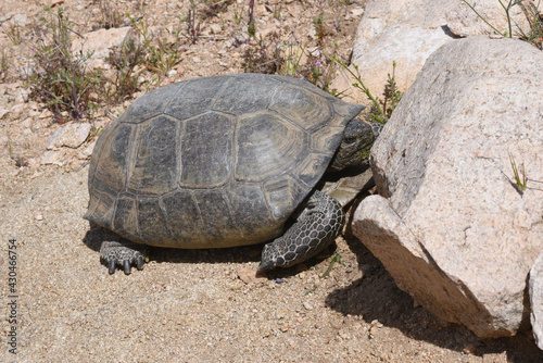A tortoise in the California desert