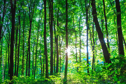 Forest trees. nature green wood sunlight backgrounds..