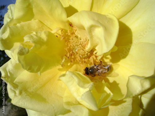 bee on yellow flower