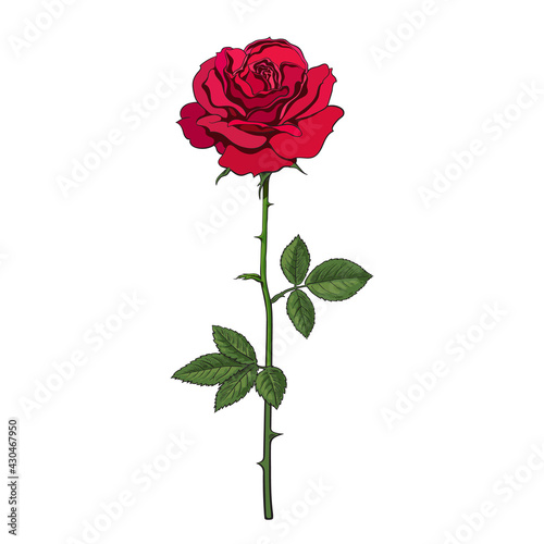 Decorative hand drawn dark red rose flower with leaves and stem. Vector illustration isolated on white background.