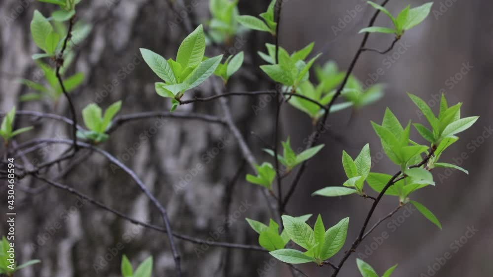 Fresh Green Leaves Of Trees Growing Outdoors. Tree Branches With Young Leaves In Early Spring Forest In Light Wind Fresh Green Leaves Of Trees Growing Outdoors. Tree Branches With Young Leaves In Early Spring Forest In Light Wind