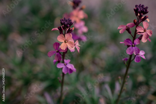 Wallflower- Erysimum flower in spring garden photo