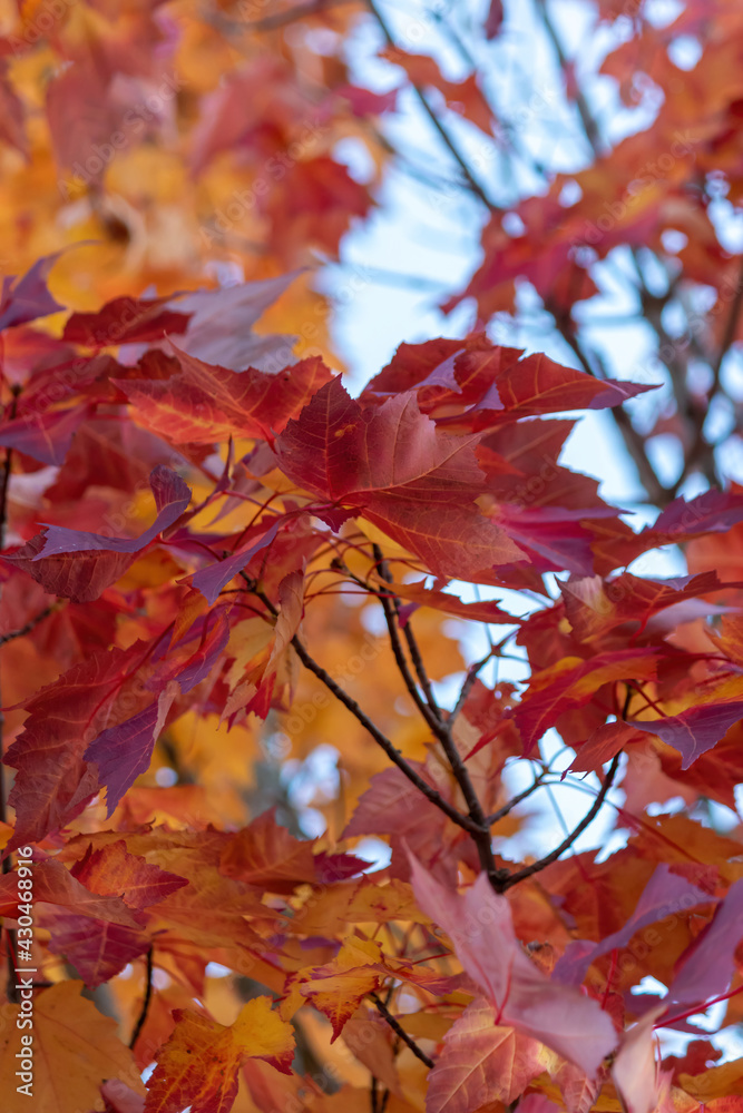 vertical shot of deep colorful maple leaves