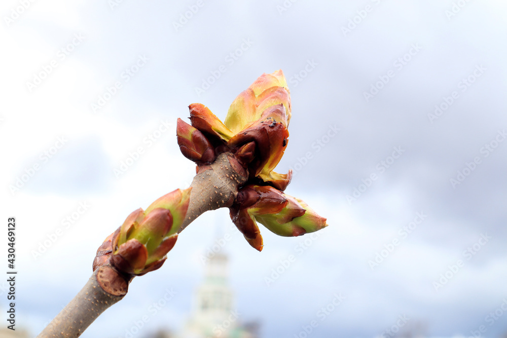 Naklejka premium Blooming magnolia bud against the spring sky, close-up, space for text