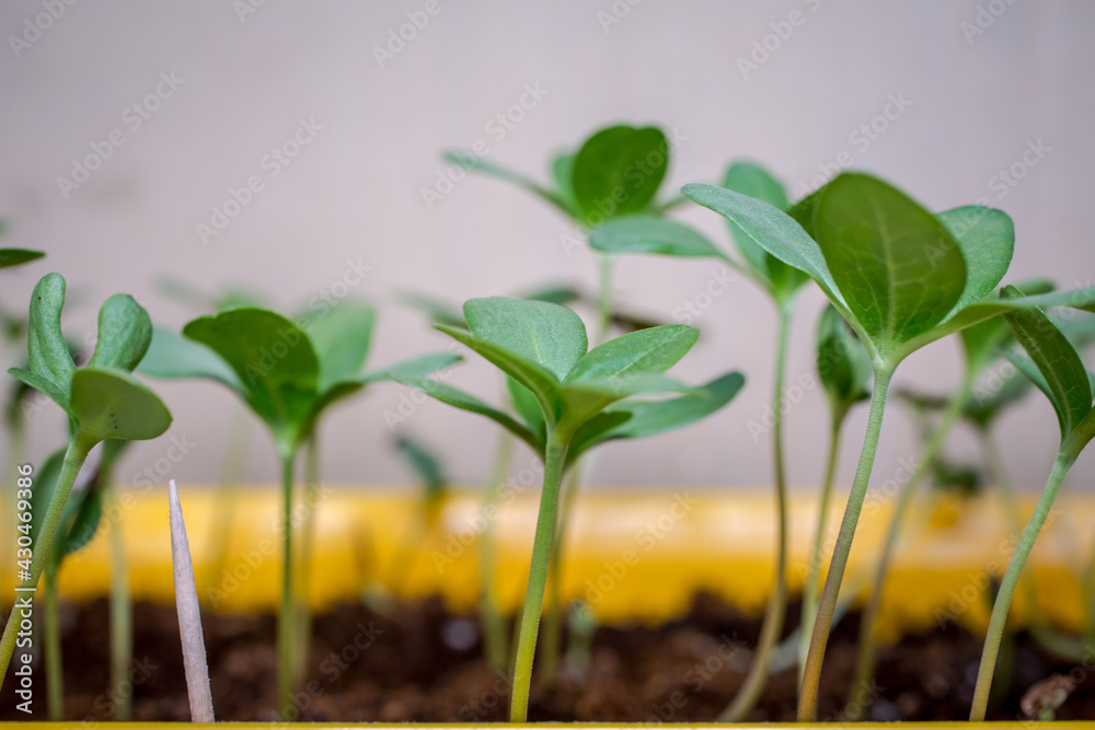 Zinnia elegans seedling. Flower seedlings Zinnia elegans seedling. Flower seedlings