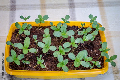 Zinnia elegans seedling. Flower seedlings