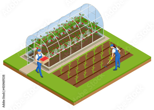 Isometric Greenhouse isolated on white. Growing seedlings in glasshouse. Plants crop in greenhouse