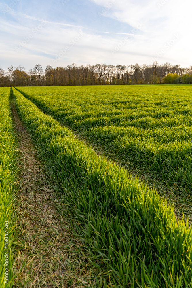 A straight single tractor track on a jong green grain or wheat field in The Netherlands at sunset. A straight single tractor track on a jong green grain or wheat field in The Netherlands at sunset.