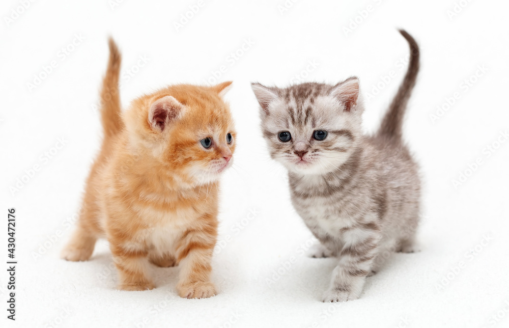 british shorthair kittens play together