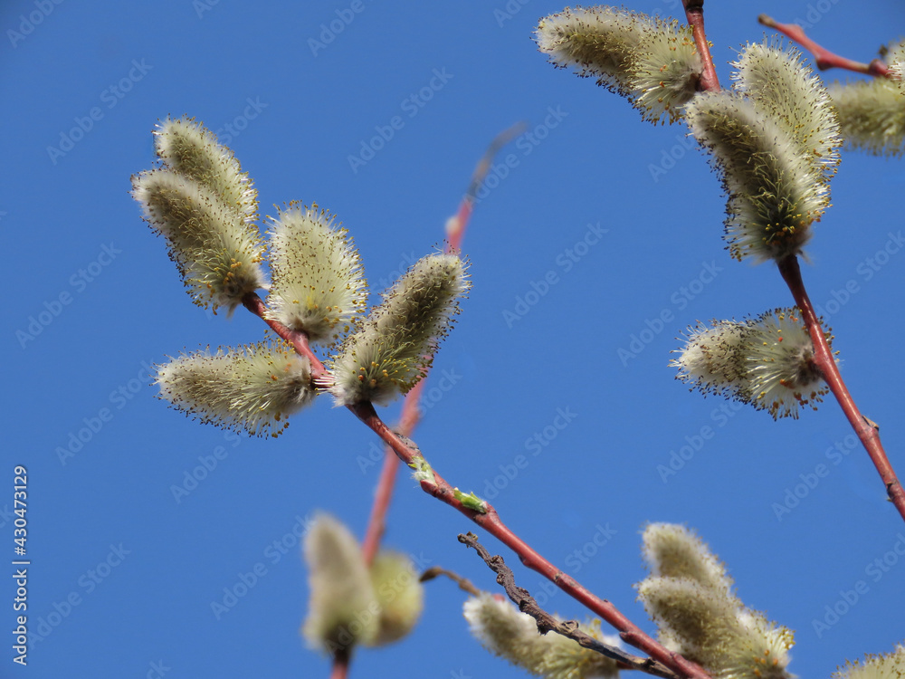 Furry yellow male catkins of a willow 'Salix sp.' close up, on a bright early spring day, with blurry background Furry yellow male catkins of a willow 'Salix sp.' close up, on a bright early spring day, with blurry background