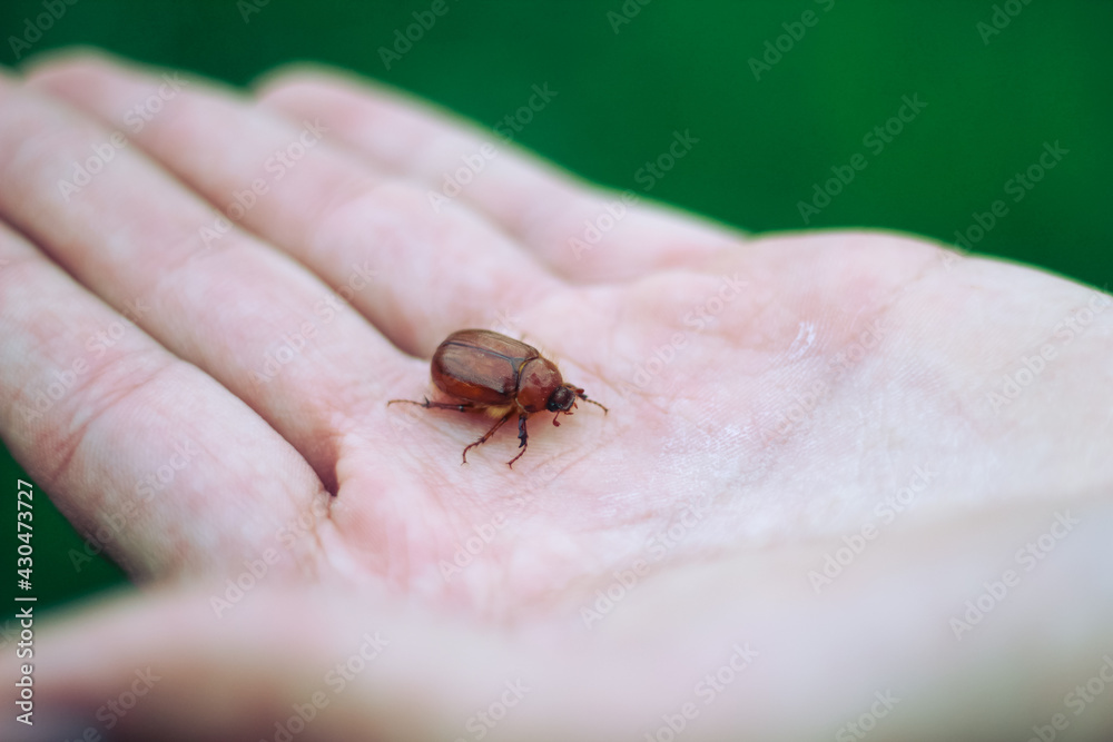 brown May beetle on the finger. spring beetles. brown May beetle on the finger. spring beetles.
