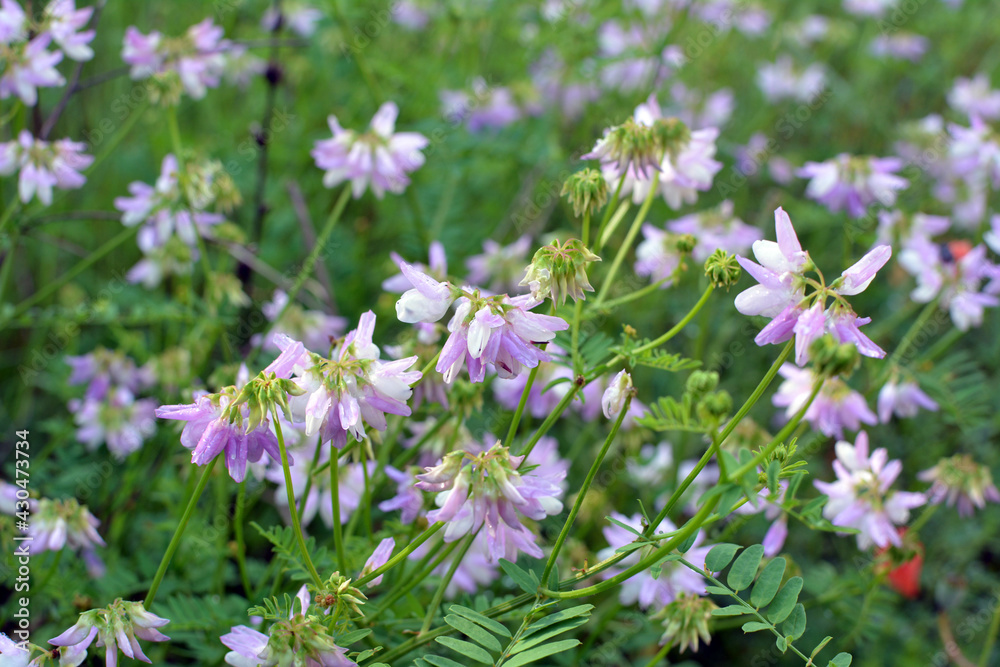 In nature, Securigera varia grows in herbs In nature, Securigera varia grows in herbs