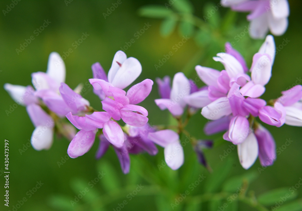 In nature, Securigera varia grows in herbs In nature, Securigera varia grows in herbs