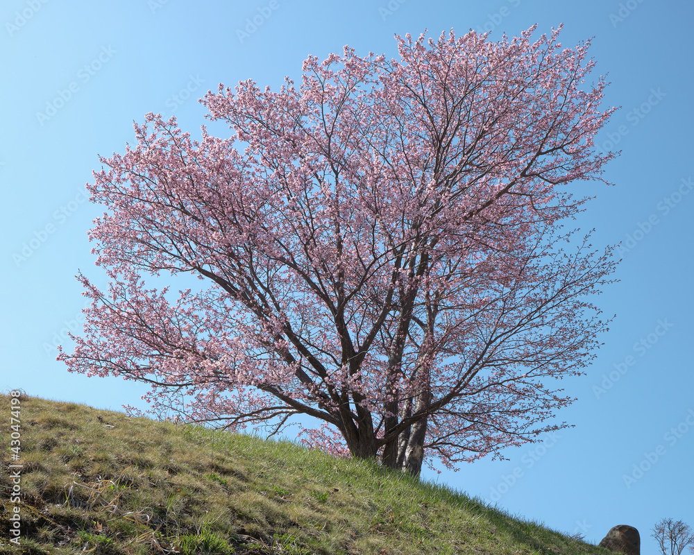 旭山記念公園のエゾヤマザクラ(Sargent cherry blossoms in Asahiyama Memorial Park) 旭山記念公園のエゾヤマザクラ(Sargent cherry blossoms in Asahiyama Memorial Park)