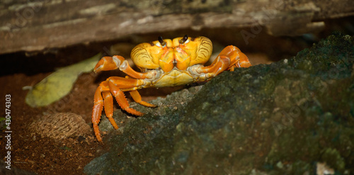 Yellow crab over a rock