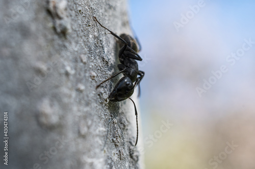 Large ant on a tree photographed with a macro lens.