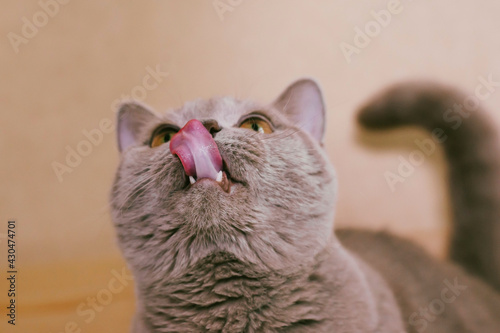 Grey British-bred cat looks up in search of food and licks its lips.. Love a pet.